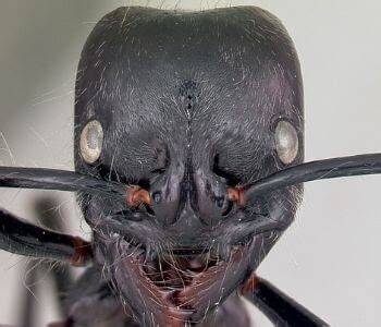 biggest ant ever recorded.